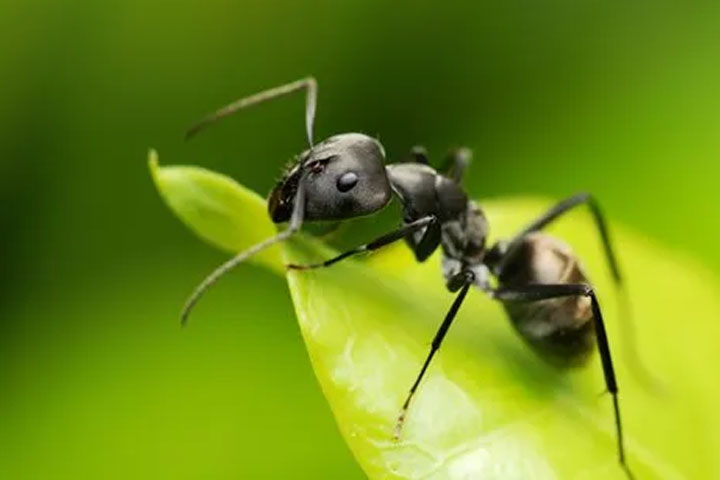 Ant Treatments